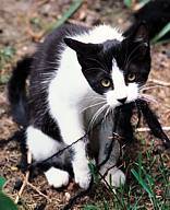 homelessferal.jpg